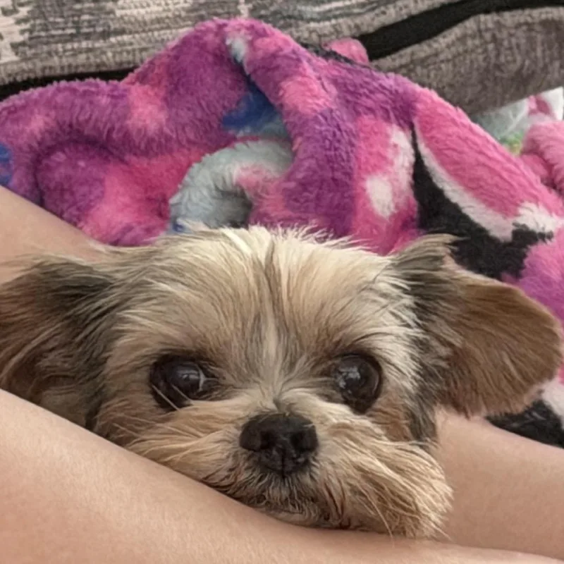 Teddy Barkington thumbnail 5