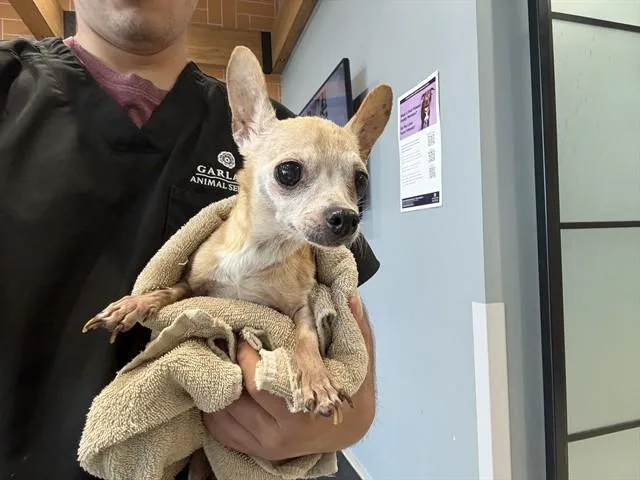 A senior small-sized female Chihuahua dog named Winkle for adoption in Garland, TX