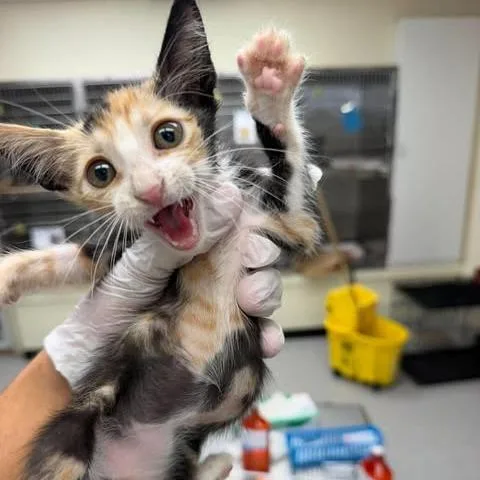 A baby small-sized female Domestic Medium Hair cat named Pippa for adoption in Bastrop, TX
