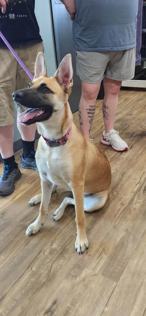 A baby small-sized female German Shepherd Dog dog named Supernova for adoption in Van Wert, OH