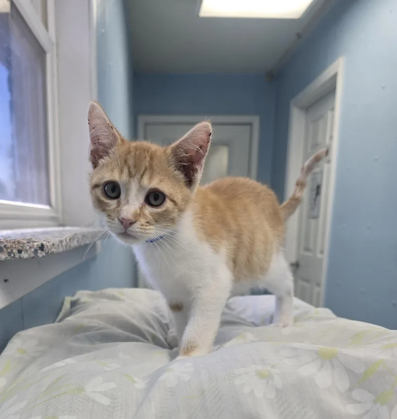 A baby medium-sized male Orange & White Domestic Short Hair cat named Trick for adoption in Farmington, MO