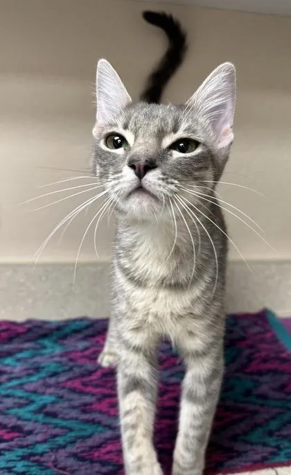 An adult small-sized female Domestic Short Hair cat named Amy for adoption in Phoenix, AZ