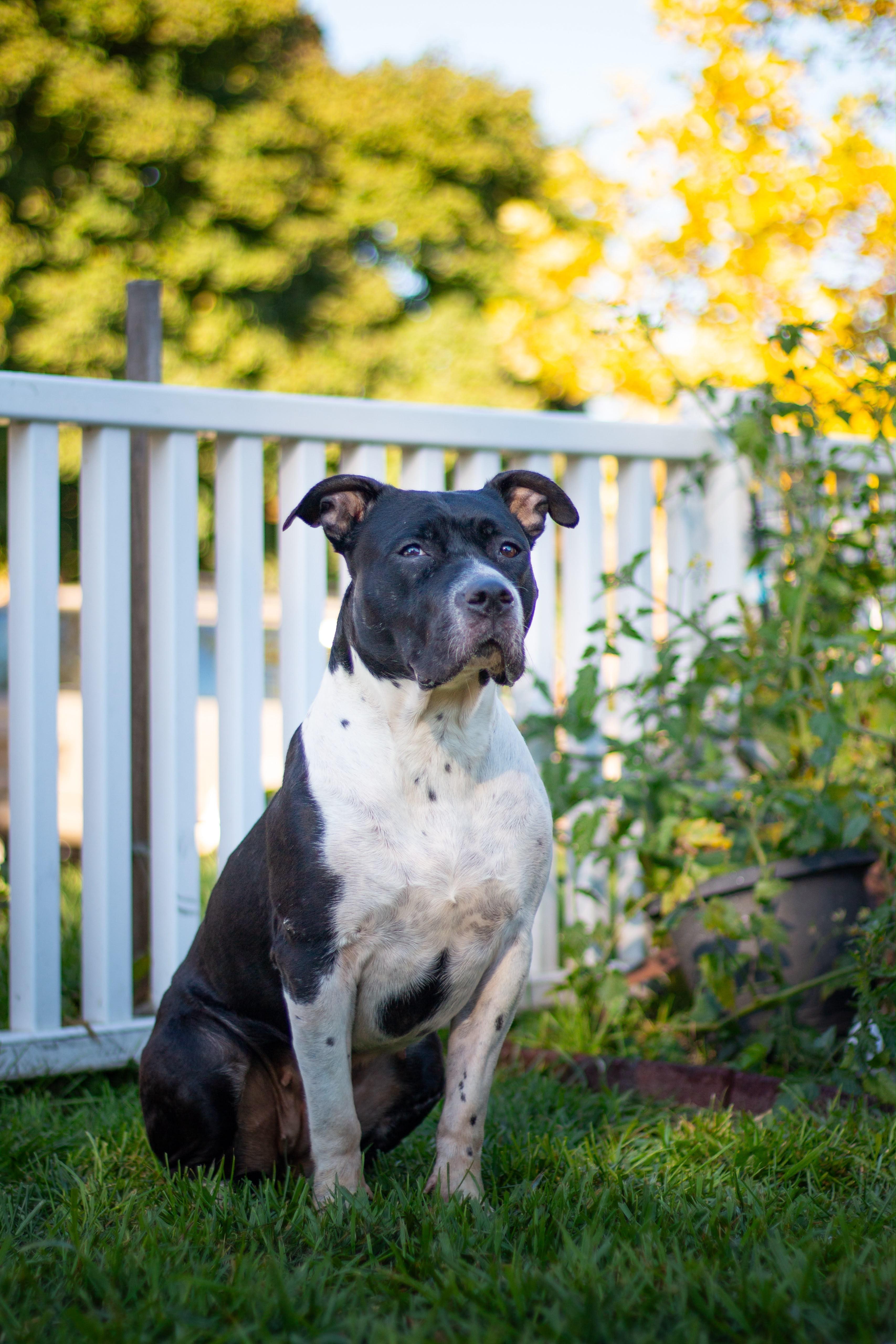 An adult large-sized female Black Pit Bull Terrier dog named Royal for adoption in Detroit, MI