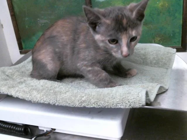 A baby small-sized female Domestic Short Hair cat named Coral for adoption in Houston, TX