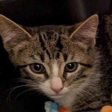 A baby small-sized male Brown / Chocolate Domestic Short Hair cat named Benny for adoption in Lynchburg, VA