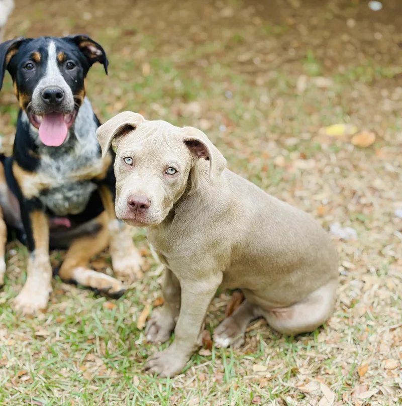 Clairbear thumbnail 3