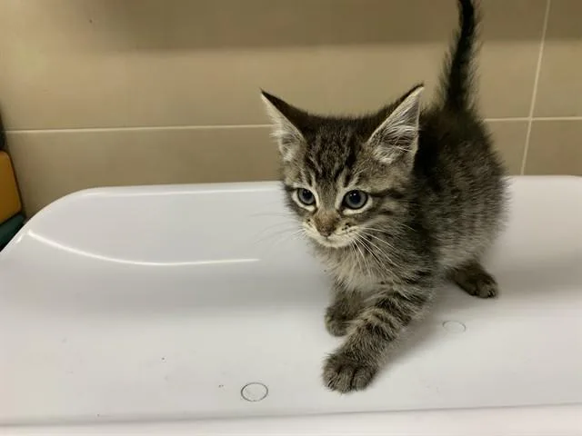 A baby small-sized male Domestic Short Hair cat named Little Guy for adoption in Grand Prairie, TX