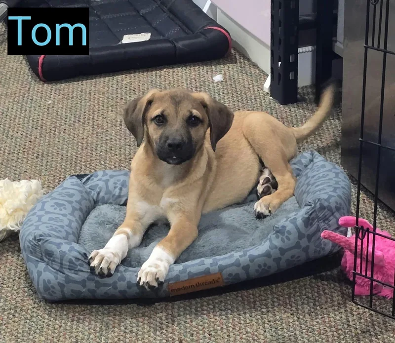 A baby medium-sized male Labrador Retriever dog named Tom for adoption in Grand Rapids, MI