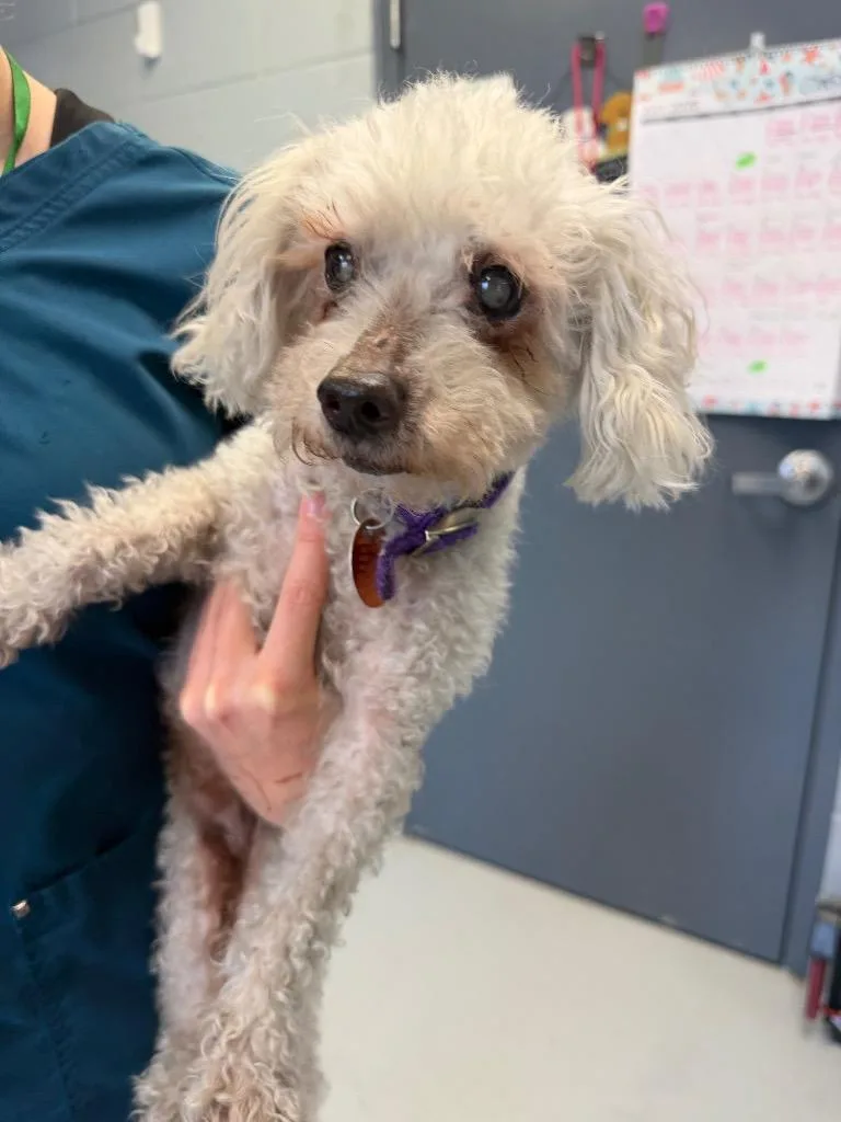 An adult small-sized male Poodle dog named Tupac for adoption in Greenwood, MS
