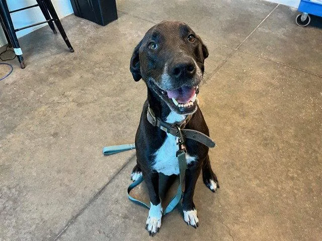 An adult medium-sized male Great Dane dog named Blake for adoption in Tavares, FL