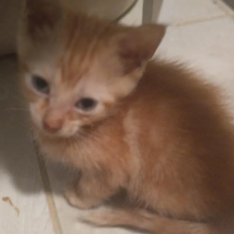 A baby small-sized female Orange / Red Domestic Short Hair cat named Willy for adoption in Saugerties, NY
