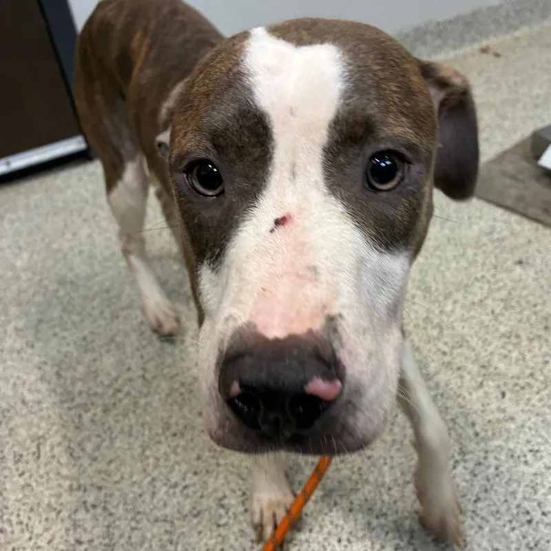 A young medium-sized female Brown / Chocolate Mixed Breed dog named Robin for adoption in Oak Park, IL