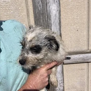 Banjo