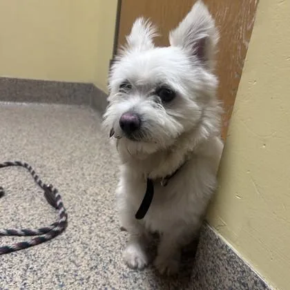 An adult small-sized male West Highland White Terrier / Westie dog named Cesar for adoption in Merriam, KS