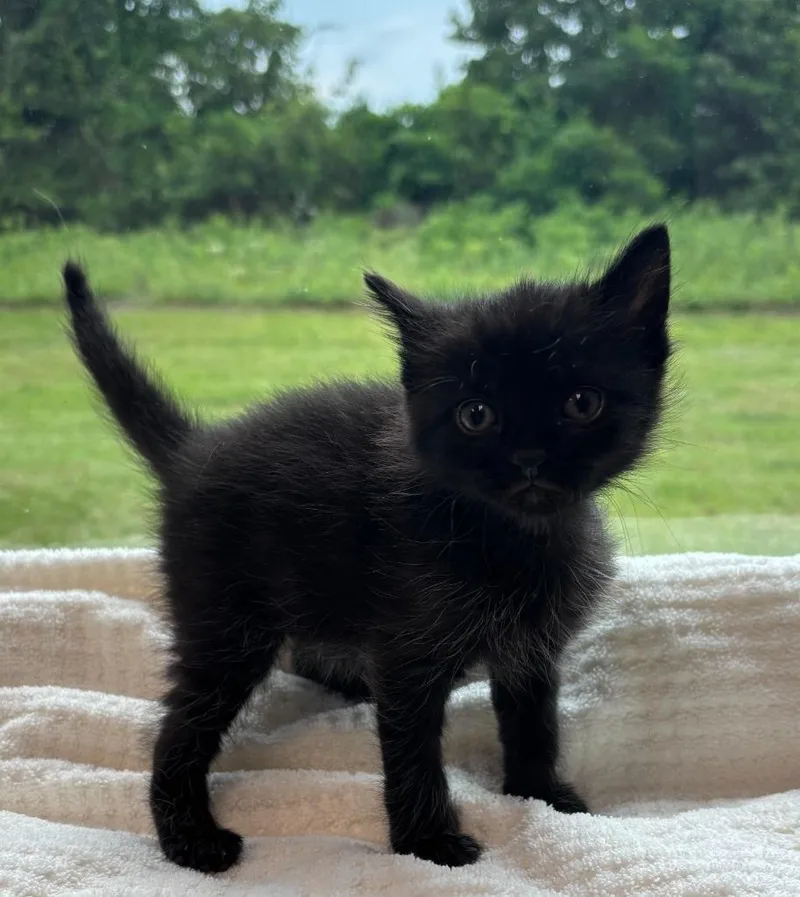 A baby medium-sized male Domestic Short Hair cat named Luigi for adoption in Little Rock, AR