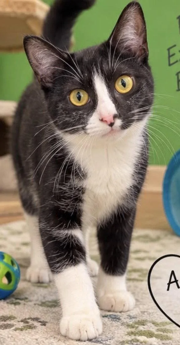A baby medium-sized female Domestic Short Hair cat named Tasha for adoption in Margate, FL