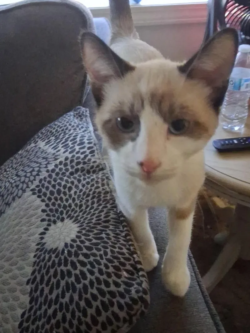 A baby large-sized male Domestic Short Hair cat named Zorro for adoption in Pocatello, ID