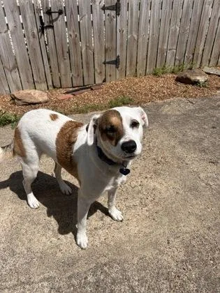 An adult large-sized female Mixed Breed dog named Sweetie for adoption in Memphis, TN