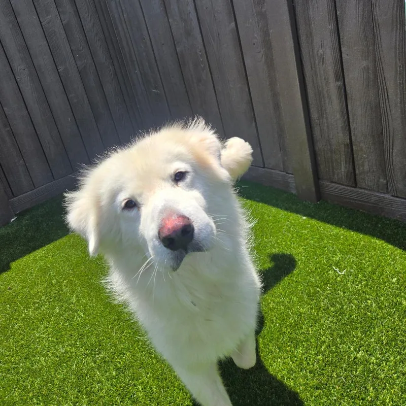 An adult large-sized male White / Cream Sheep Dog dog named Everett for adoption in LOXAHATCHEE, FL