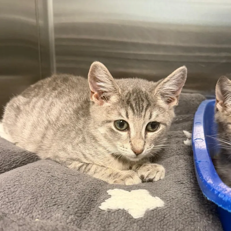 A baby small-sized female Gray / Blue / Silver Domestic Short Hair cat named Morticia for adoption in East Hanover, NJ