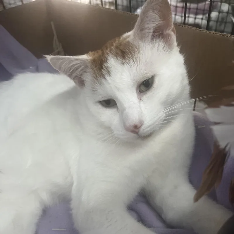 An adult medium-sized male Orange / Red Domestic Medium Hair cat named Skittles for adoption in Buellton, CA
