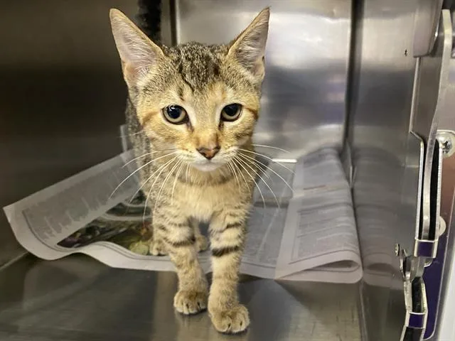 A baby small-sized female Domestic Short Hair cat named Ginger for adoption in Charlotte, NC