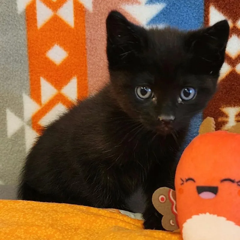 A baby small-sized female Black Domestic Medium Hair cat named Tara for adoption in Austin, TX