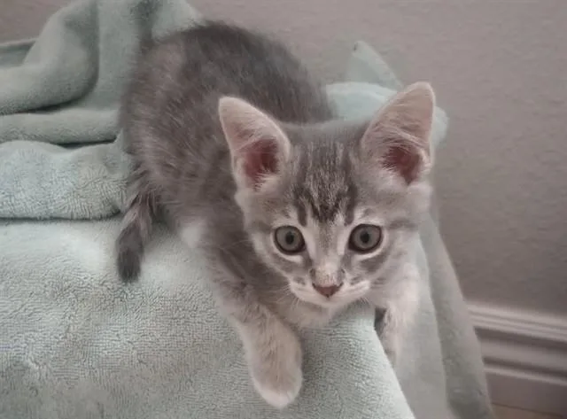 Ember