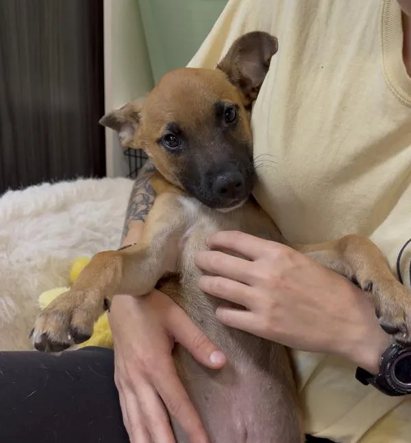 A baby small-sized male Shepherd dog named Oscar for adoption in Mobile, AL