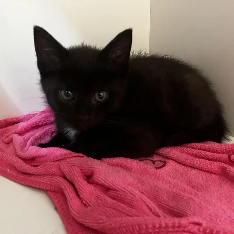 A baby small-sized male Black Domestic Short Hair cat named Bingo for adoption in Uniontown, PA