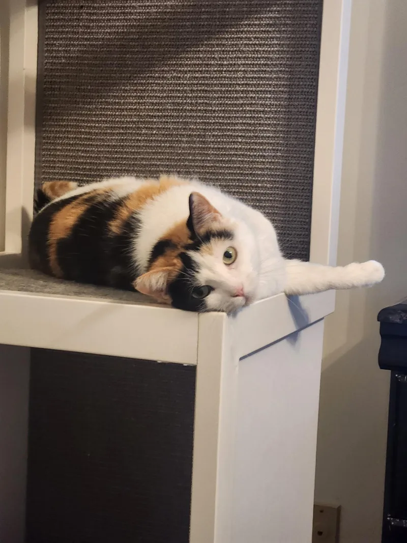 Kiki