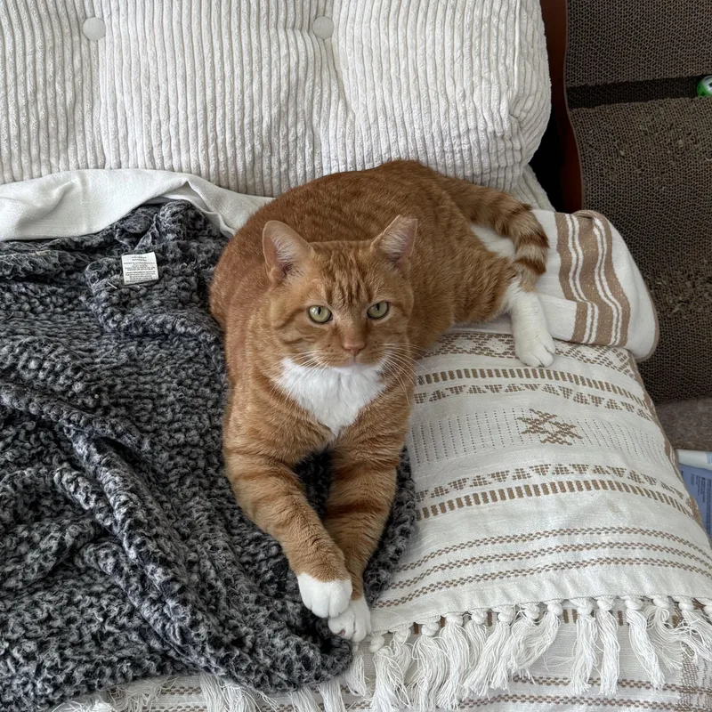 Garfield — Big Personality thumbnail 2