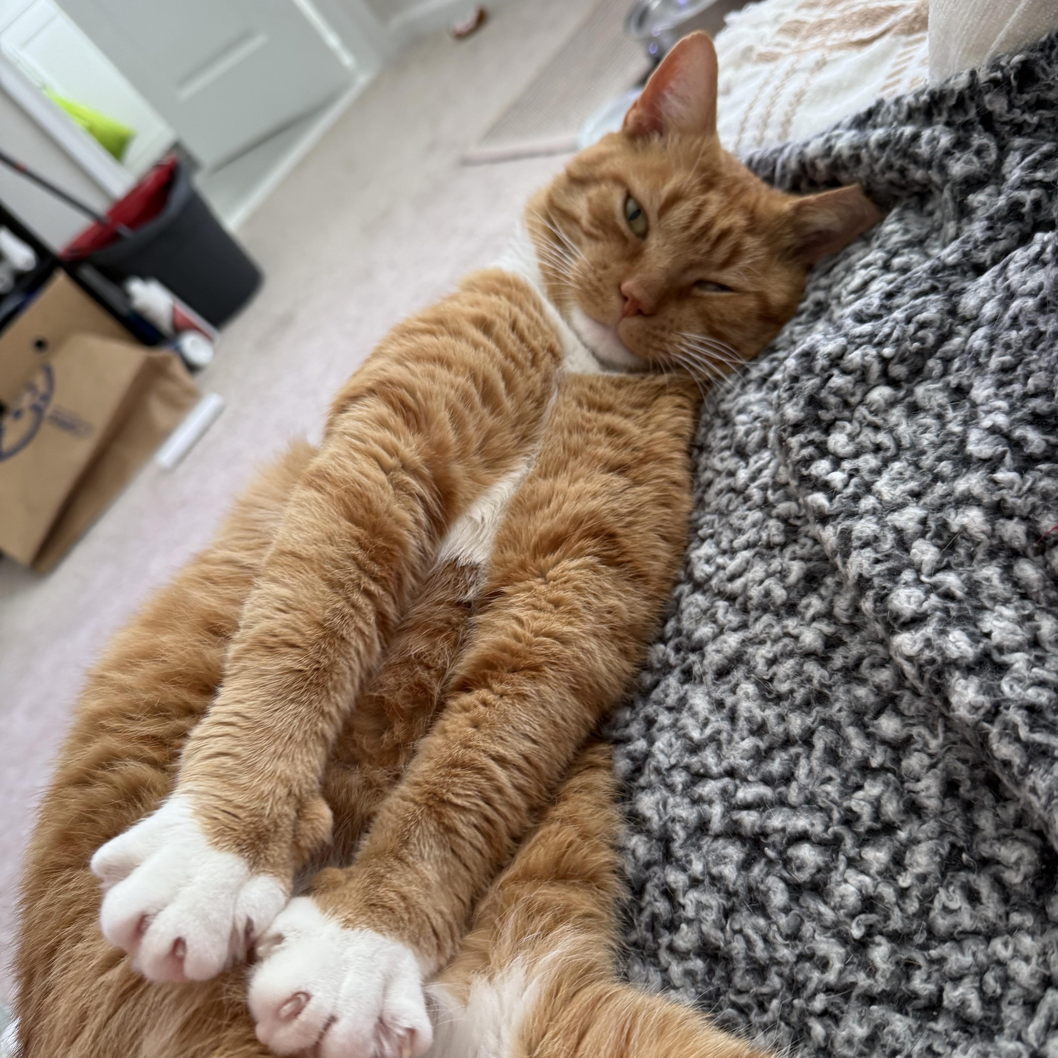 Garfield — Big Personality thumbnail 3