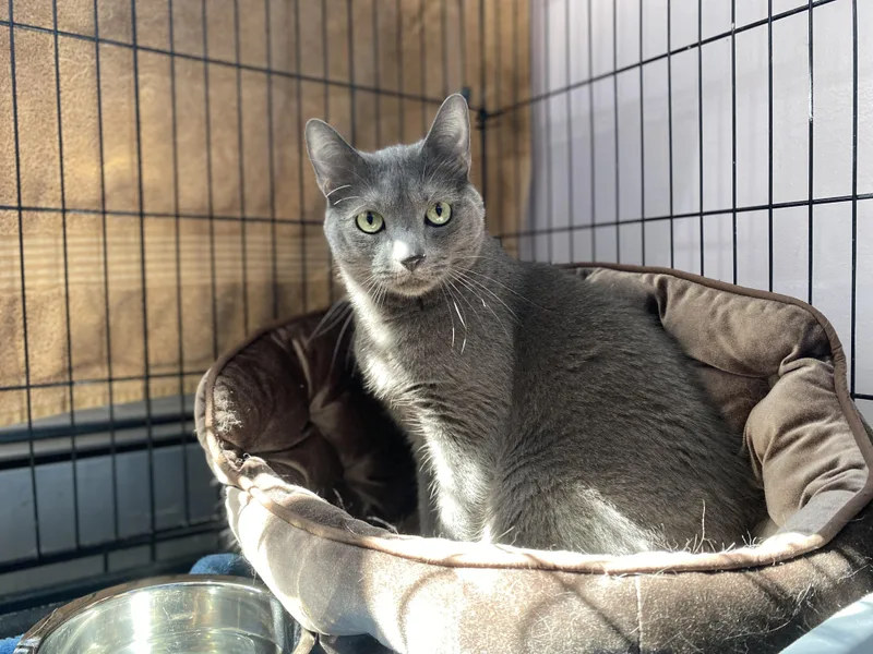 An adult medium-sized male Gray / Blue / Silver Domestic Short Hair cat named Quincy for adoption in Salisbury, MA