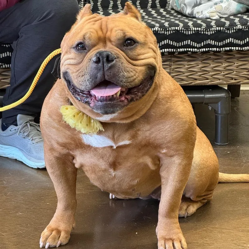 Gertrude thumbnail 2