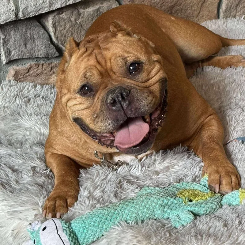 Gertrude thumbnail 3