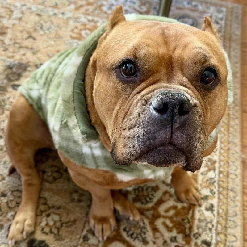 Gertrude thumbnail 5