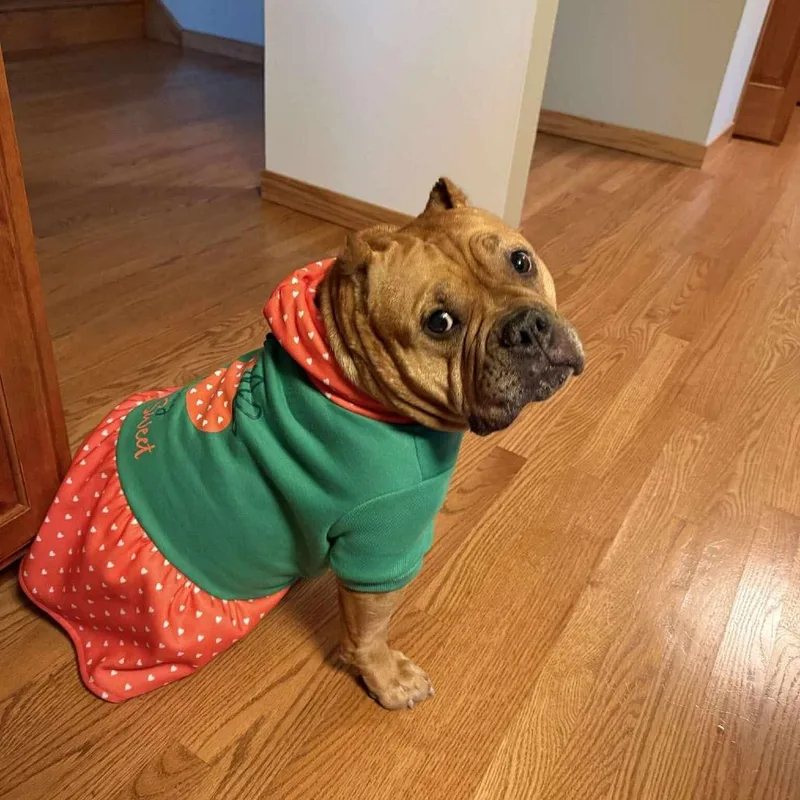 Gertrude thumbnail 6