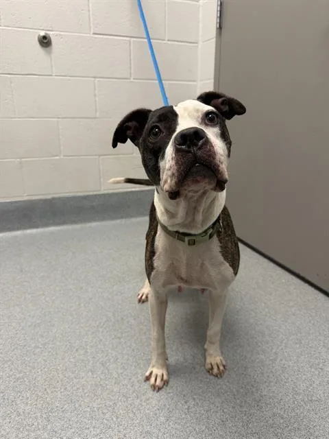 An adult medium-sized female Pit Bull Terrier dog named Moxy for adoption in Indianapolis, IN