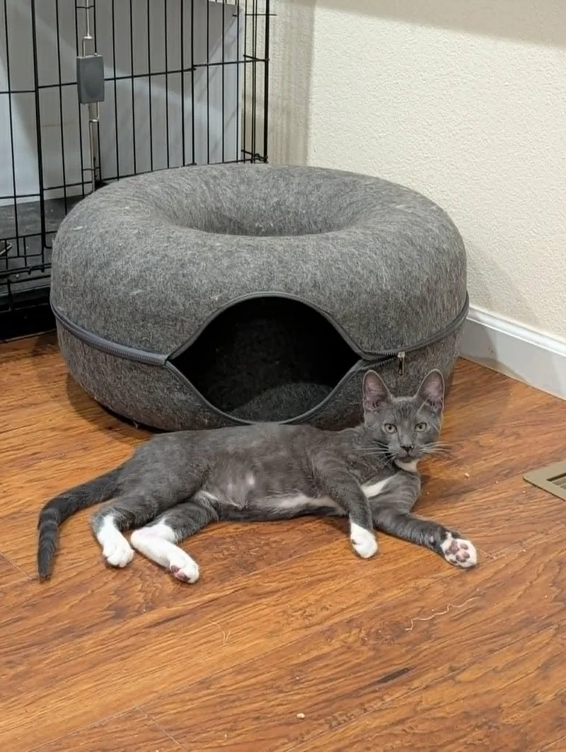 A baby medium-sized male Gray & White Domestic Short Hair cat named Buddy for adoption in Santa Clara, CA