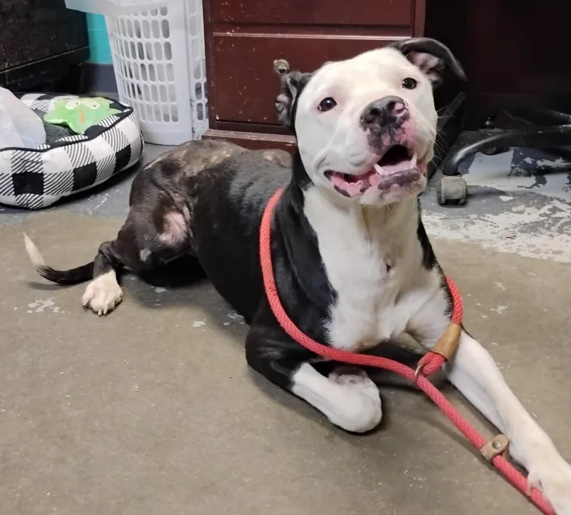A young medium-sized female Pit Bull Terrier dog named Hailey for adoption in New Lexington, OH