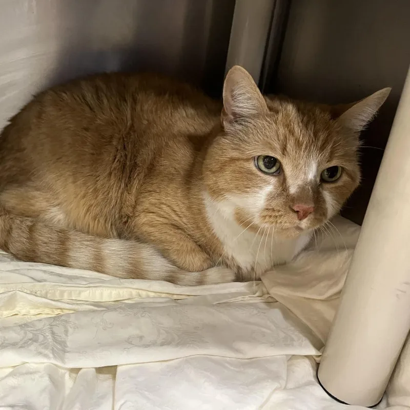 A senior large-sized male Domestic Short Hair cat named Jake for adoption in Perkiomenville, PA