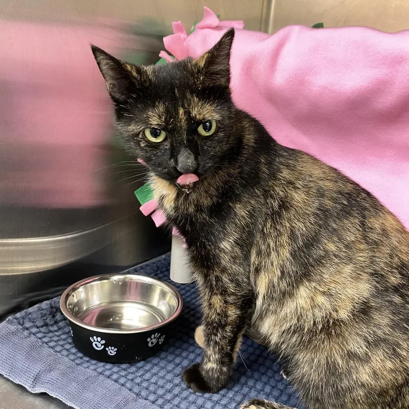 An adult medium-sized female Tortoiseshell Domestic Short Hair cat named Pepper for adoption in Philadelphia, PA