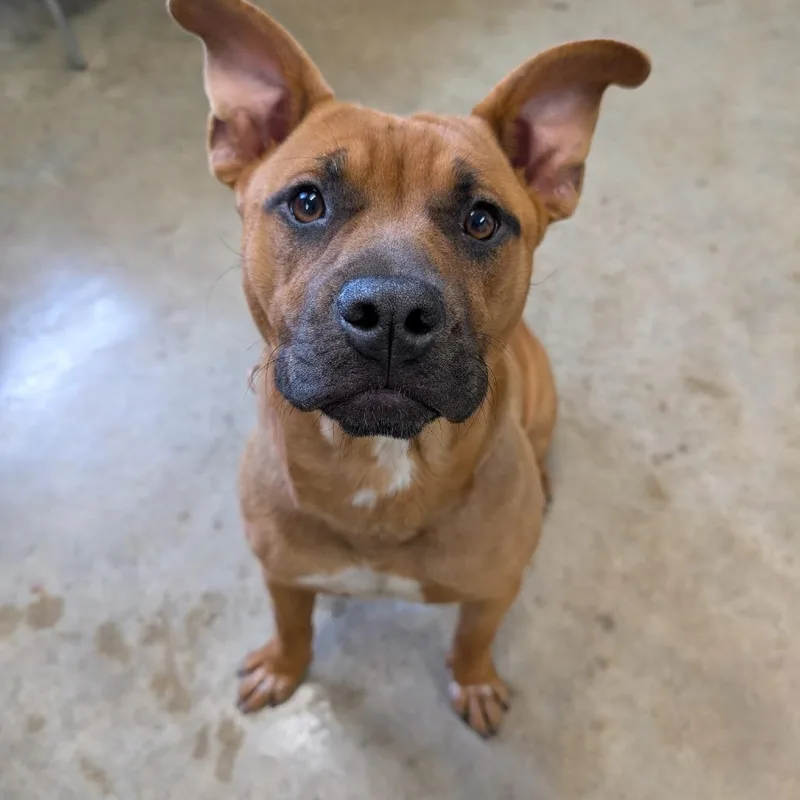 A young medium-sized female Yellow / Tan / Blond / Fawn Boxer dog named Harley for adoption in Jasper, IN