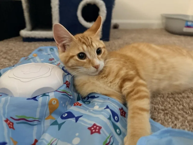 A baby small-sized male Domestic Short Hair cat named Julius for adoption in Lincoln Park, MI