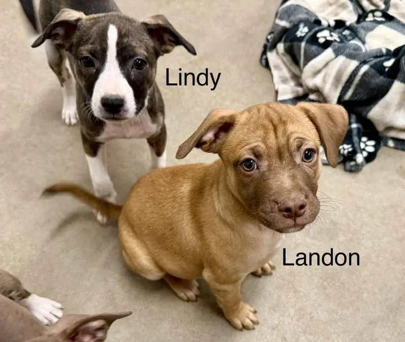 A baby medium-sized female Staffordshire Bull Terrier dog named Lindy for adoption in Phoenix, AZ