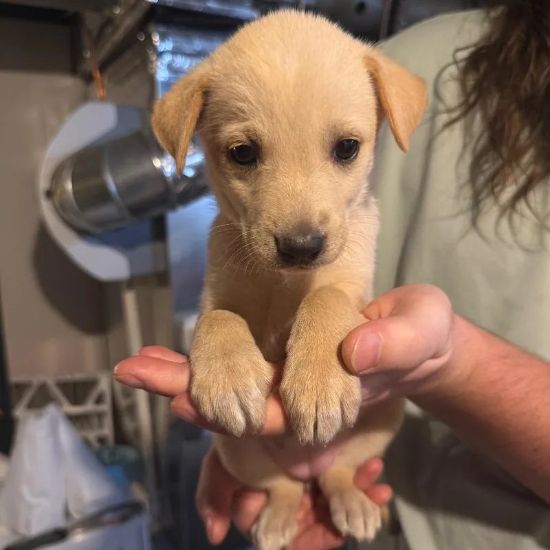 A baby small-sized female Black Mixed Breed dog named Kodak for adoption in Buffalo, MN