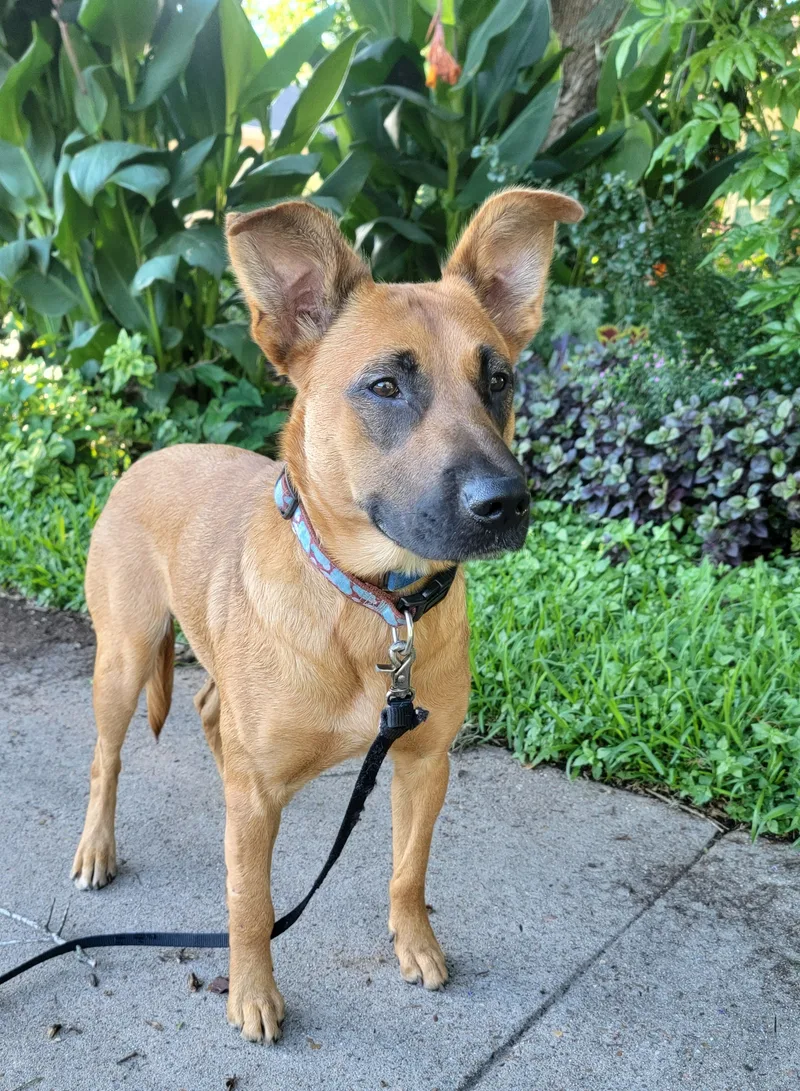 An adult medium-sized female Brown / Chocolate Shepherd dog named Watusi for adoption in Houston, TX
