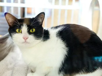 An adult small-sized female Domestic Short Hair cat named Bloop for adoption in Longmont, CO
