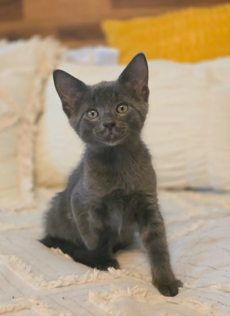 A baby medium-sized male Gray / Blue / Silver Domestic Short Hair cat named Stack for adoption in Mullica Hill, NJ